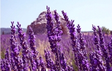 provence lavender cycling tour