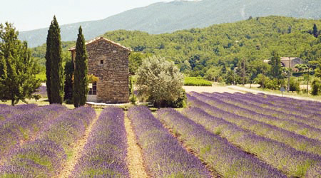 mont ventoux lavender fields
