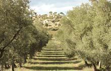 walking holidays provence in the olive trails