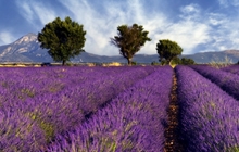 goat cheese in Provence in the heart of lavander fields