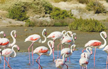 cycling on the sea well wild flatlands flamingo arles gypsy