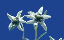 eidelweiss wildflower mercantour
