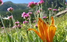 wildflowers mercantour lily