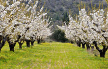 venasque famous perched village pernes les fontaines beautiful cherry orchards in blossom