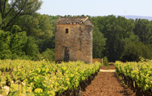 vineyards rose of provence grapes luberon