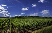 self guided hiking easy in Burgundy + wine trails of Burgundy