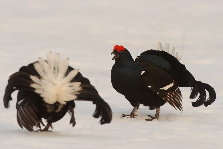 Provence ornithology holiday: The Black Grouse quest