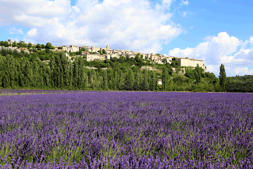 It's lavender season in Provence!