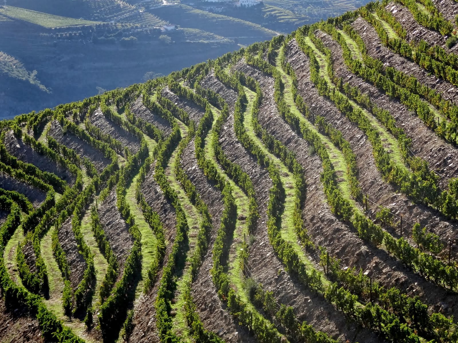 vineyards in Portugal 