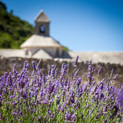 Provence lavender field + Abbey of Senanque