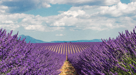 tour de france lavender fields