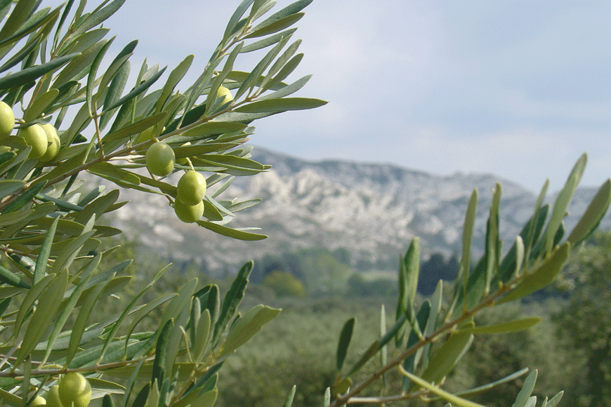 The olive trees of Provence