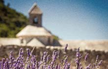 Senanque abbey lavender fields Luberon